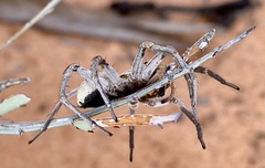 Hoggicosa