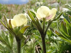 Anemonastrum zephyrum