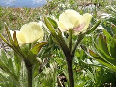 Anemonastrum zephyrum