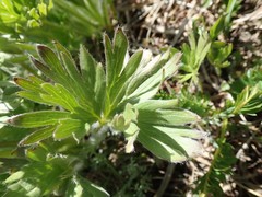 Anemonastrum zephyrum