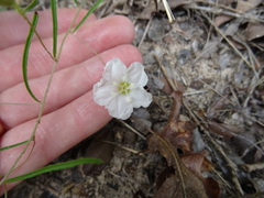 Stylisma pickeringii