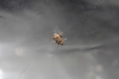 Toxonotus