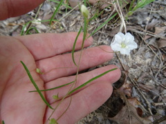 Stylisma pickeringii