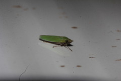 Draeculacephala clypeata