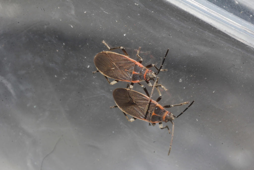 Melacoryphus rubriger