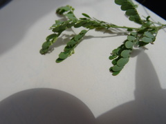 Phyllanthus abnormis