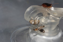 Toxonotus