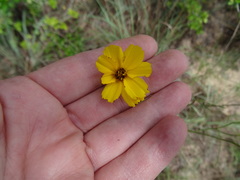 Thelesperma flavodiscum