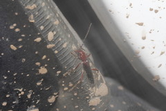 Psyrassa basicornis