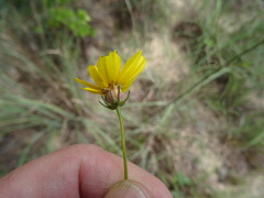 Thelesperma flavodiscum