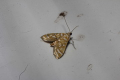 Pseudopyrausta marginalis