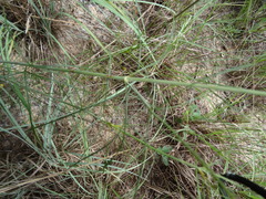 Thelesperma flavodiscum