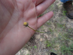 Thelesperma flavodiscum