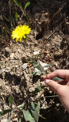 Grindelia camporum