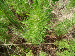 Eupatorium compositifolium