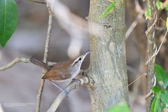 Uropsila leucogastra