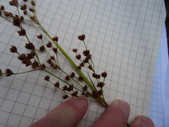 Juncus marginatus