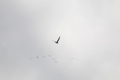 Chordeiles minor image