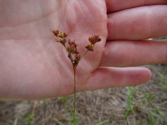 Juncus marginatus