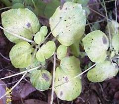 Peperomia hispiduliformis