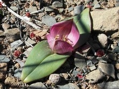 Colchicum coloratum