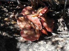 Crassula hemisphaerica