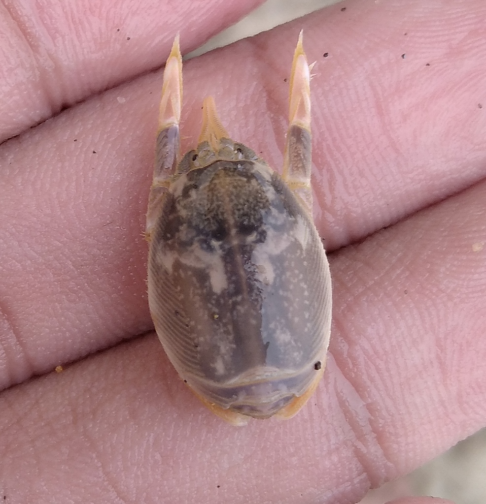 Hippa strigillata