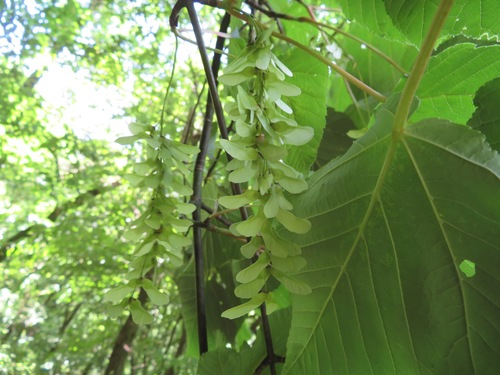 Image of Acer capillipes by (c) Marco Mussita, some rights reserved (CC BY)