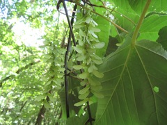 Acer capillipes