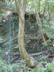 Acer capillipes