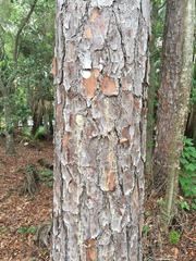 Pinus elliottii densa