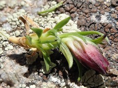 Silene acaulis subacaulescens
