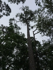 Pinus elliottii densa