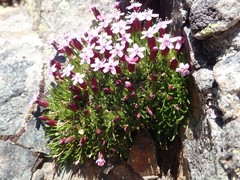 Silene acaulis subacaulescens