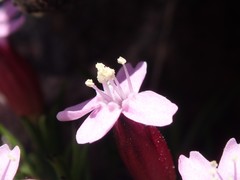 Silene acaulis subacaulescens