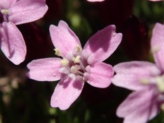Silene acaulis subacaulescens