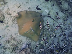 Pateobatis jenkinsii