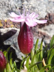 Silene acaulis subacaulescens
