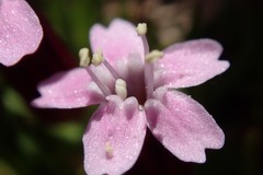 Silene acaulis subacaulescens