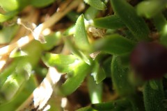 Silene acaulis subacaulescens