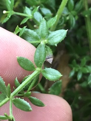 Galium cliftonsmithii
