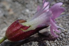 Silene acaulis subacaulescens