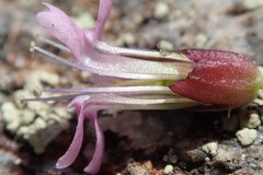 Silene acaulis subacaulescens