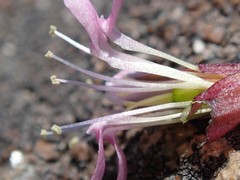 Silene acaulis subacaulescens