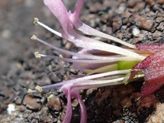 Silene acaulis subacaulescens