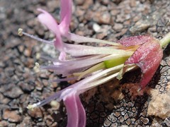 Silene acaulis subacaulescens