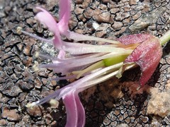 Silene acaulis subacaulescens