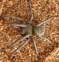 Hoggicosa