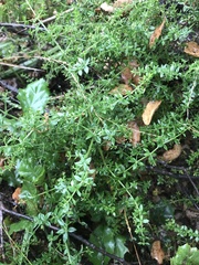 Galium cliftonsmithii