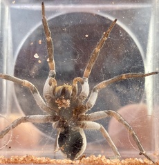 Hoggicosa